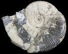 Wide Kosmoceras Ammonite - England #42654-1
